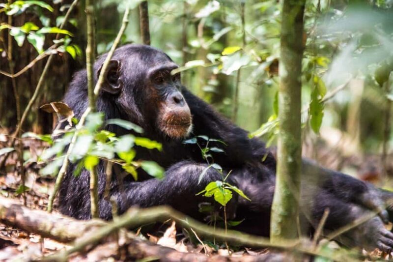 Uganda: 3-Day Amazing Gorilla Trekking - Key Points