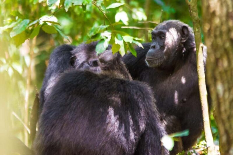 Uganda: 3-Day Amazing Gorilla Trekking - Why This Tour Offers Great Value