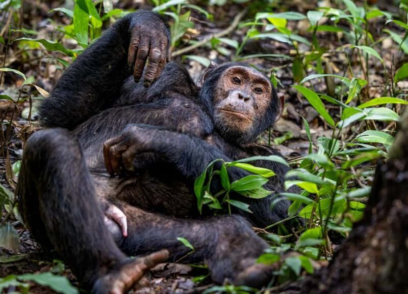 Uganda: 3-Day Gorilla Experience from Entebbe - Day 1: Cross the Equator and Journey to Bwindi