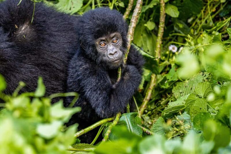 Uganda: 3-Day Gorilla Experience from Entebbe - Day 2: Gorilla Trek and Cultural Encounters
