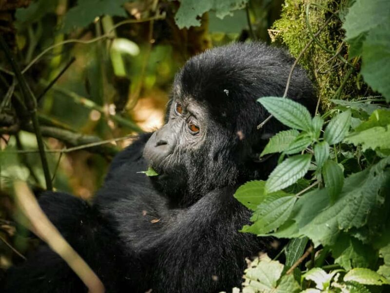 Uganda: 3-Day Gorilla Trekking and Lake Bunyonyi Tour - Exploring the Core of the Tour