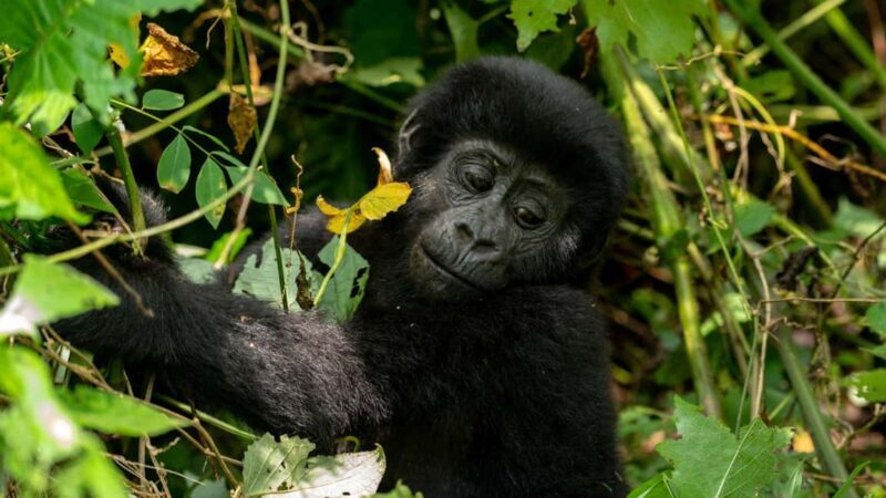 Uganda: 3-Day Gorilla Trekking Safari and Lake Bunyonyi Tour - Key Points