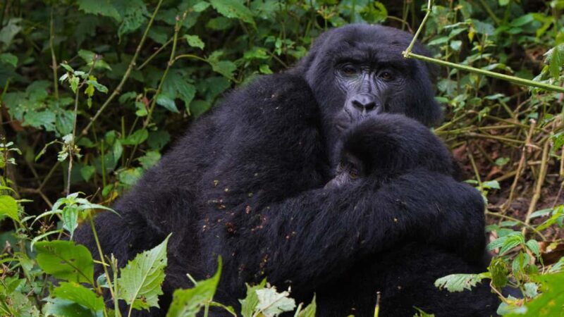 Uganda: 3-Day Gorilla Trekking Safari and Lake Bunyonyi Tour - An In-Depth Look at the Itinerary and Experience