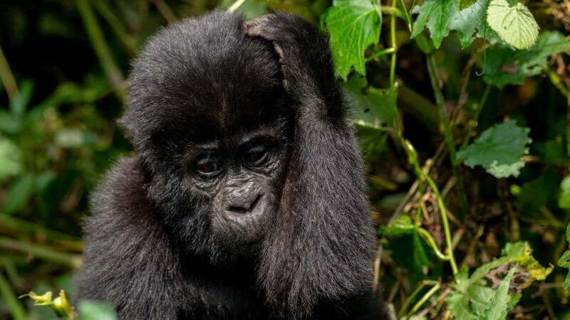 Uganda: 3-Day Gorilla Trekking Safari and Lake Bunyonyi Tour - Who Would Love This Experience