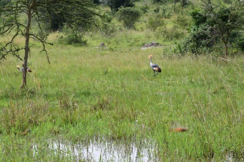 Uganda: 3-Day Gorilla Trekking Safari - A Complete Breakdown of the 3-Day Uganda Safari