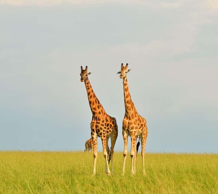 Uganda : 3-Day Kidepo Valley NP Safari Vacation to Uganda - Key Points  