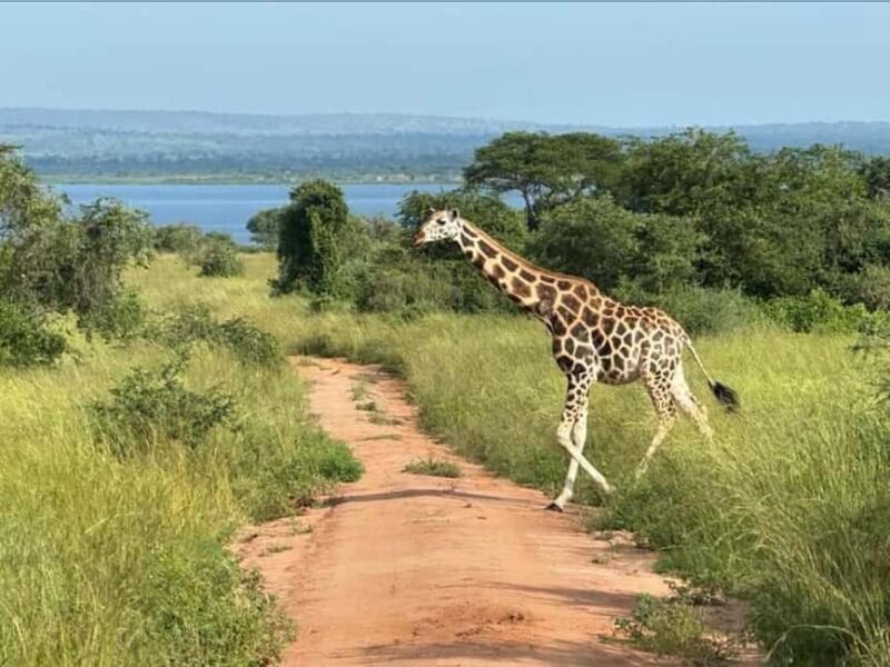 Uganda: 3-Day Murchison Falls National Park Safari and Big 5 - Unique Experiences and Reviewer Insights