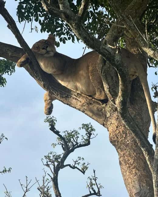 Uganda: 3-Day Murchison Falls National Park Safari and Big 5 - Final Thoughts