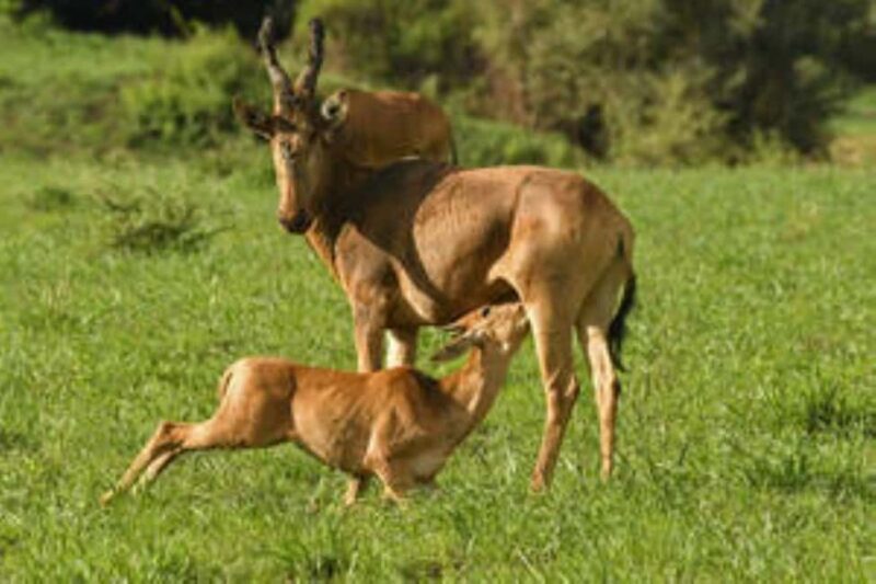 Uganda : 3-Day Queen Elizabeth National Park Safari - Key Points  
