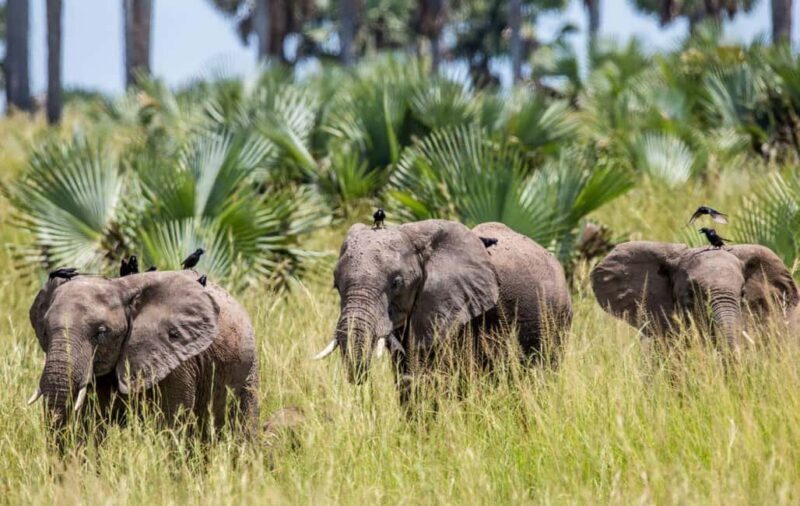 Uganda : 3-Day Queen Elizabeth National Park Safari - An In-Depth Look at the 3-Day Queen Elizabeth Safari  