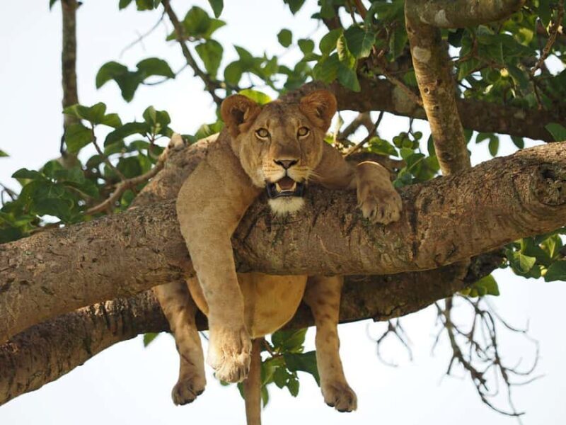 Uganda : 3-Day Queen Elizabeth National Park Safari - Practical Tips for Making the Most of Your Safari  