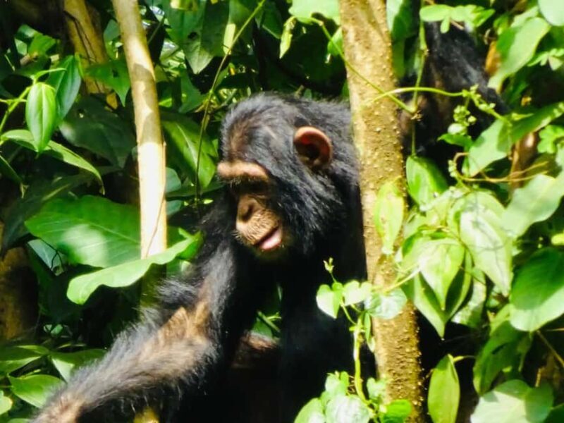 Uganda: 3-Day Tour with Murchison Falls and Rhino/Chimp Trek - Uganda: 3-Day Tour with Murchison Falls and Rhino/Chimp Trek