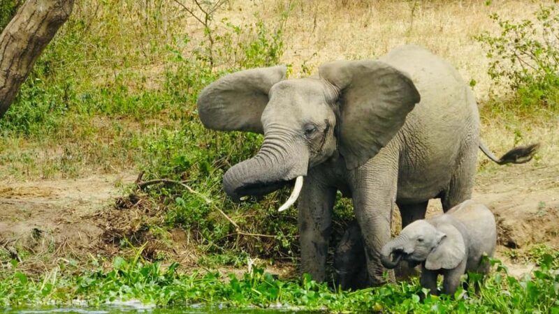 Uganda: 3-Day Tour with Murchison Falls and Rhino/Chimp Trek - Key Points