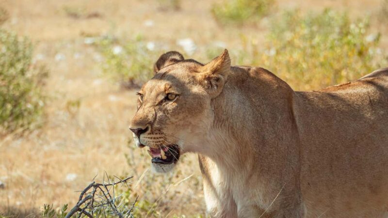 Uganda: 3 Days Murchison Falls National Park Guided Tour - Detailed Itinerary Breakdown