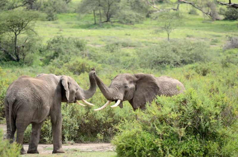 Uganda: 3 Days Murchison Falls National Park Guided Tour - The Sum Up: Who Is This Tour Best For?