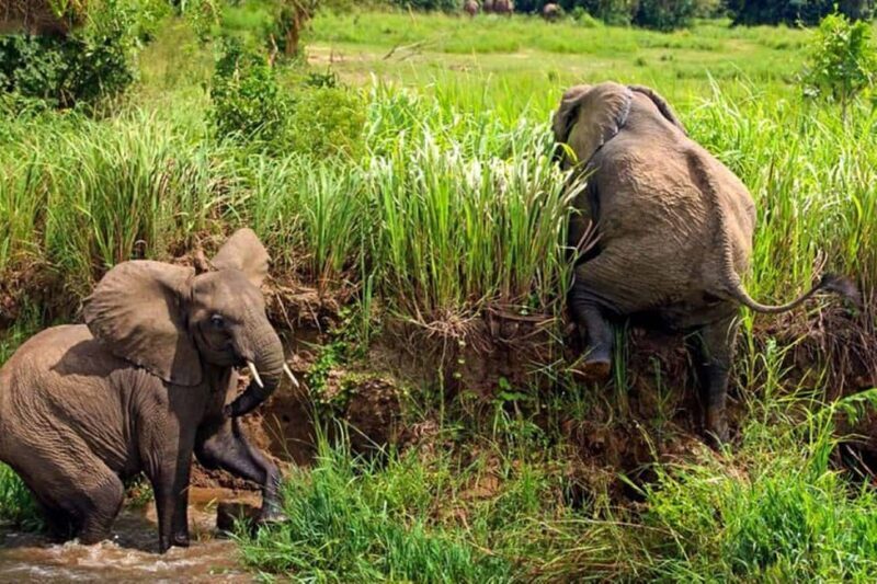 Uganda: 3-Days Murchison Falls National Park Safari - Key Points