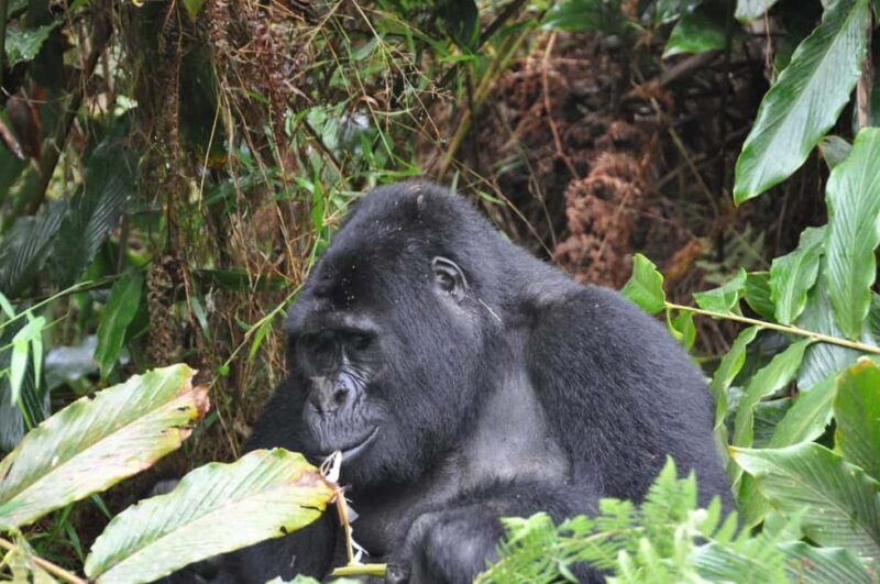 Uganda: 4-Day Bwindi Impenetrable Forest National Park Tour - Exploring the 4-Day Uganda Tour: What to Expect
