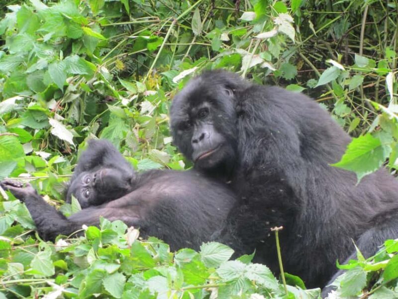 Uganda: 4-Day Bwindi Impenetrable Forest National Park Tour - Authentic Insights from Reviews