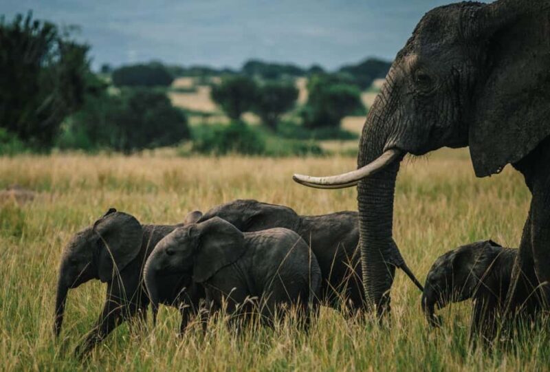 Uganda: 4-Day Safari to Lake Mburo and Queen Elizabeth NP - Why Choose This Tour?