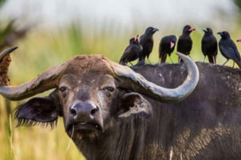 Uganda: 4-Day Safari to Lake Mburo and Queen Elizabeth NP - FAQ