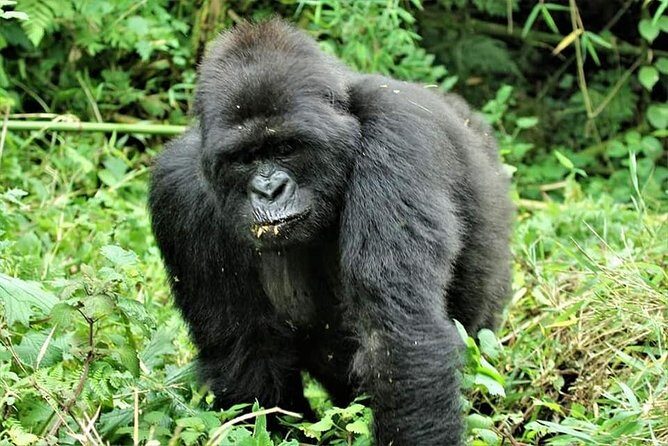 Uganda 4 days Gorilla Trekking - Introducing Uganda 4 Days Gorilla Trekking: An Authentic Wildlife Adventure