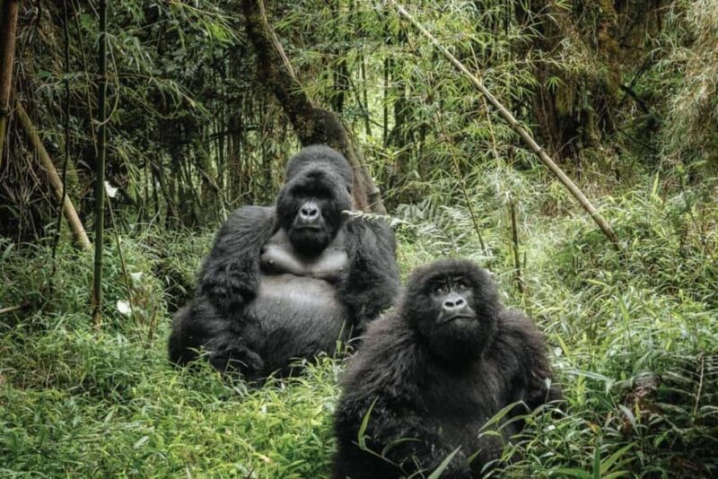 Uganda: 5-Day Gorilla and Chimpanzee Tracking Tour - Key Points