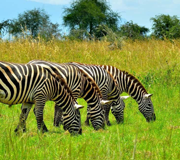 Uganda: 5-Day Lake Mburo NP, Bwindi & Lake Bunyonyi - Key Points