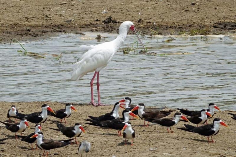 Uganda: 5-Day Safari to Murchison Falls & Semuliki NP - Key Points