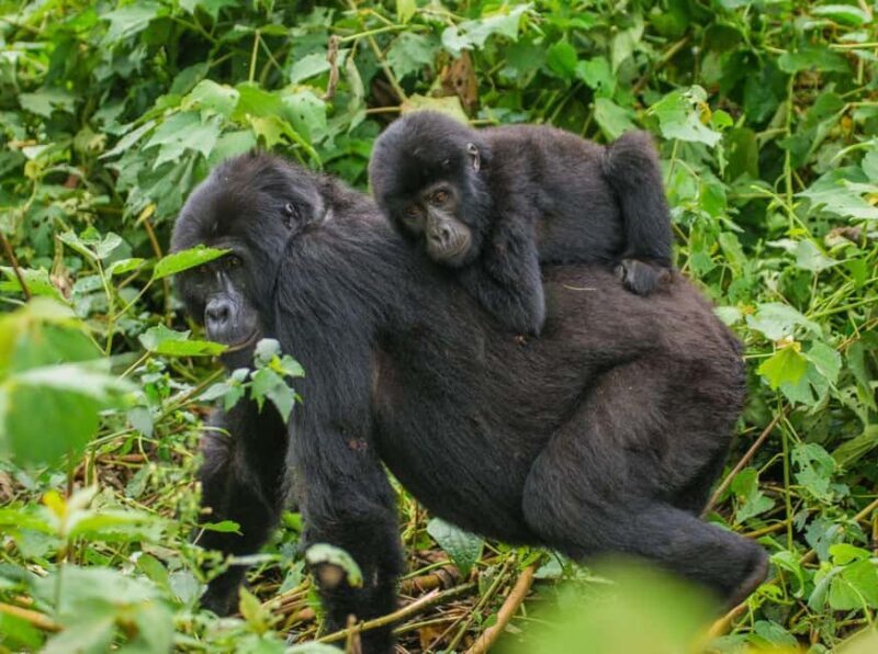 Uganda: 6-Day Big Five Tour Adventure & Chimpanzee Tracking - Key Points