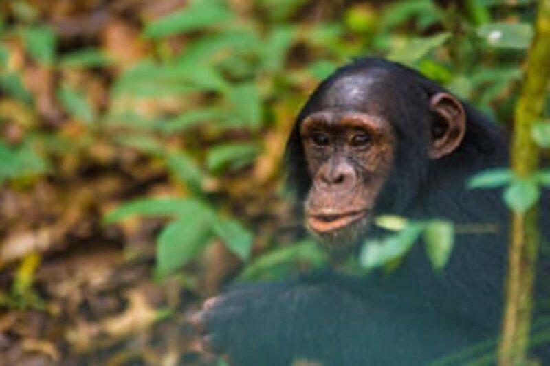 Uganda: 6-Day Big Five Tour Adventure & Chimpanzee Tracking - A Closer Look at the 6-Day Itinerary