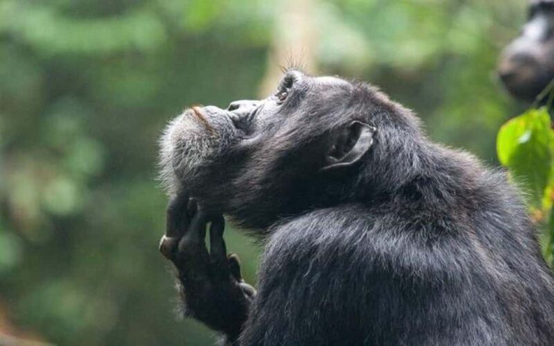 Uganda: 6-Day Wildlife and Chimp Trekking Safari - Key Points