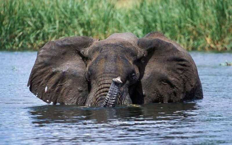 Uganda: 6-Day Wildlife and Chimp Trekking Safari - Exploring Uganda’s Natural Wonders: A Complete Review