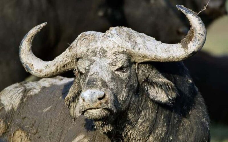 Uganda: 6-Day Wildlife and Chimp Trekking Safari - Frequently Asked Questions