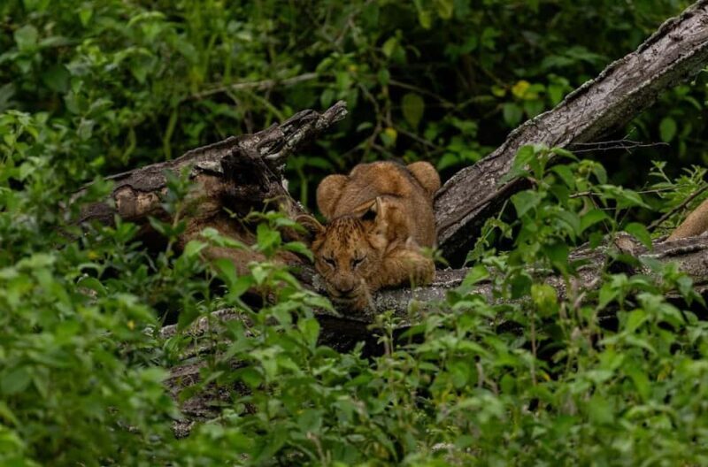 Uganda: 7-Day Bwindi Gorilla Safari Tour with Guide - Key Points
