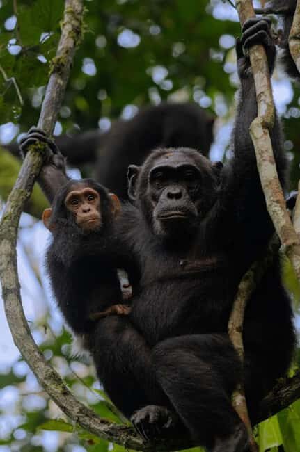 Uganda: 7-Day Bwindi Gorilla Safari Tour with Guide - An In-Depth Look at the 7-Day Safari Experience