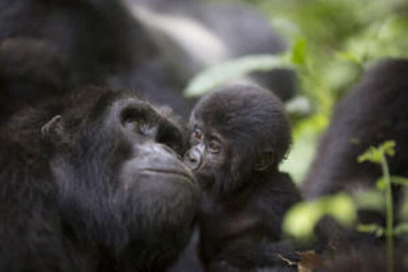 Uganda: 9-Day Midrange Wildlife, Chimps & Gorilla Safari - What Makes This Tour Stand Out? 