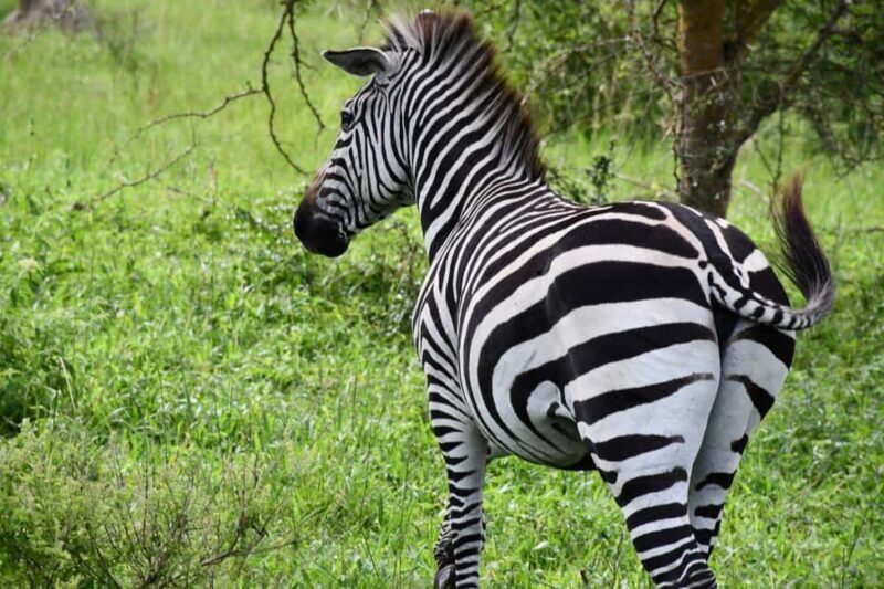Uganda: 9-Day Primate Tracking and Wildlife Safari - Key Points  
