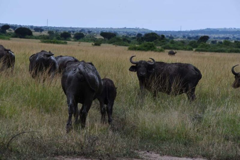 Uganda: 9-Day Primate Tracking and Wildlife Safari - Day 5: Crater Lakes & Transfer to Queen Elizabeth  