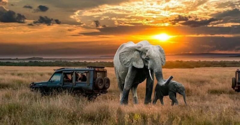Uganda and Rwanda: 13-Day Luxury Safari with Gorilla - Considerations and Practical Tips