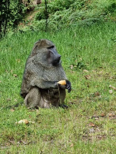 Uganda and Rwanda: 8-Day Gorillas and Wildlife Safari - Considerations and Potential Drawbacks