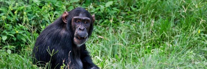 Uganda :Chimpazee Trekking at Kibale Park & Fort Portal tour - Key Points