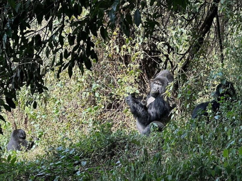 Uganda: Gorilla Trekking and Walking Safari 6-Day Tour - Introduction