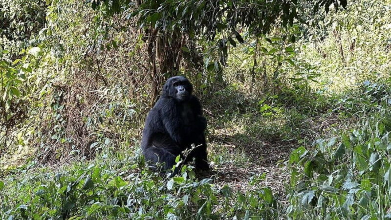 Uganda: Gorilla Trekking and Walking Safari 6-Day Tour - Key Points