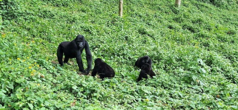 Uganda: Gorilla Trekking and Walking Safari 6-Day Tour - What’s Included and What to Keep in Mind