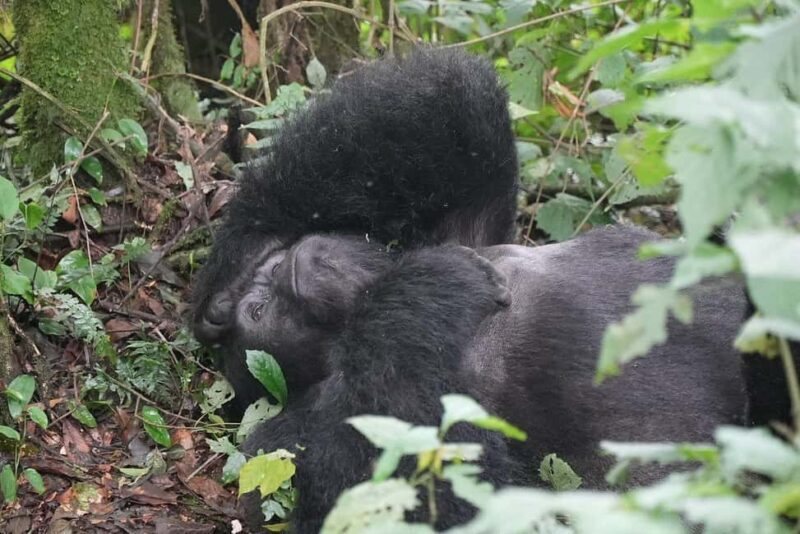 Uganda: Gorilla Trekking and Walking Safari 6-Day Tour - Authentic Experiences and Hidden Details