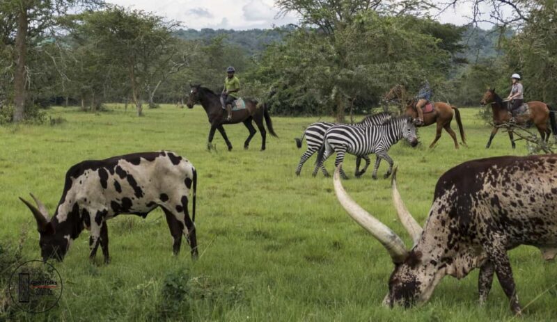 UGANDA HORSEBACK  SCENIC LANDSCAPES & ADVENTURES | 8-Days - Authentic Insights from Participants