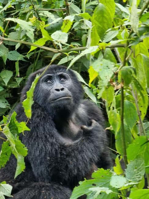 Uganda Immersion: 7 Day Safari -People, Wildlife and Culture - An In-Depth Look at the 7-Day Uganda Safari