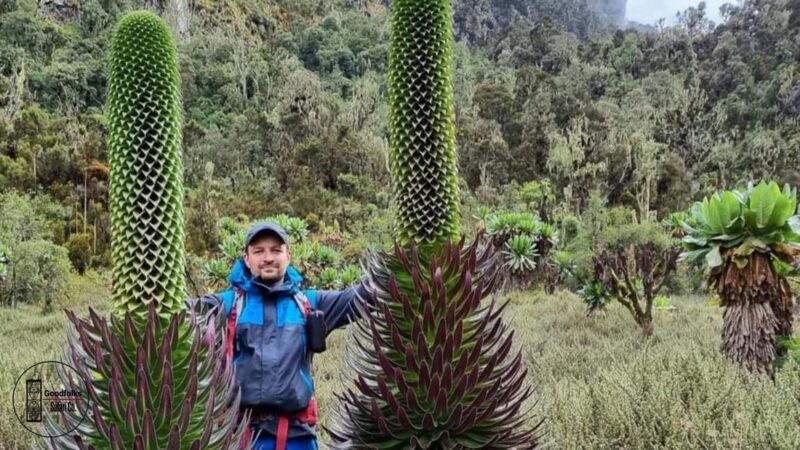 UGANDA RWENZORI  WATERFALLS & MONTANE ALLURE | 6-Day Hike - Key Points