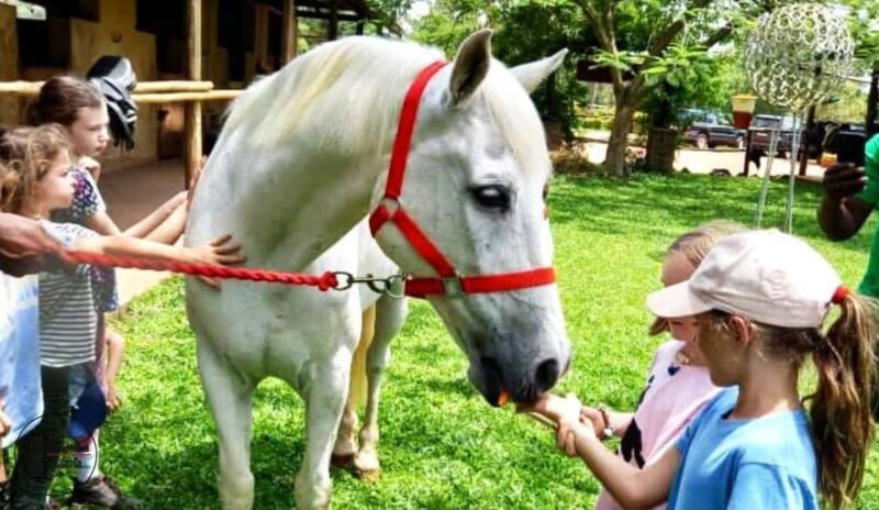 UGANDA  WAGYTAILS  HORSE CUDDLES  ZOO TALES  MINI-SAFARI - Key Points