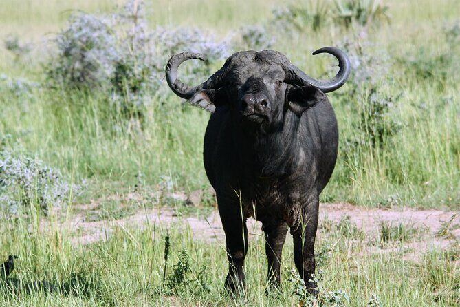 Uganda Wildlife Holiday - 8 Days - Day 5: Game Drive and Kazinga Channel Cruise